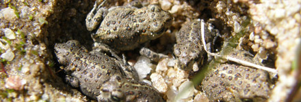 Fyra små stinkpaddor tar skydd i en fördjupning i gruset. Paddorna har en ljus rand på ryggen.