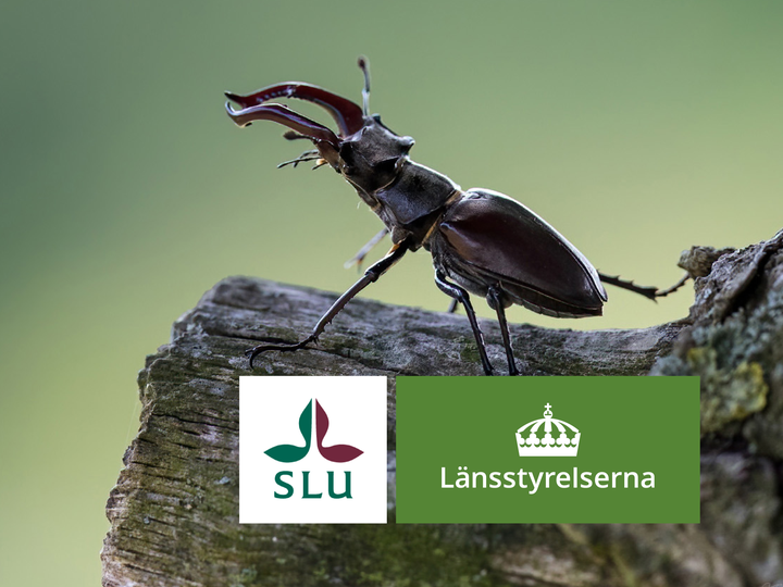 En ekoxehanne sitter på en trästock. Text: Logotyper för SLU och Länsstyrelserna.